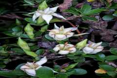 Himalrandia tetrasperma